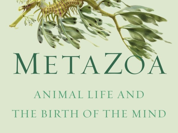 Metazoa